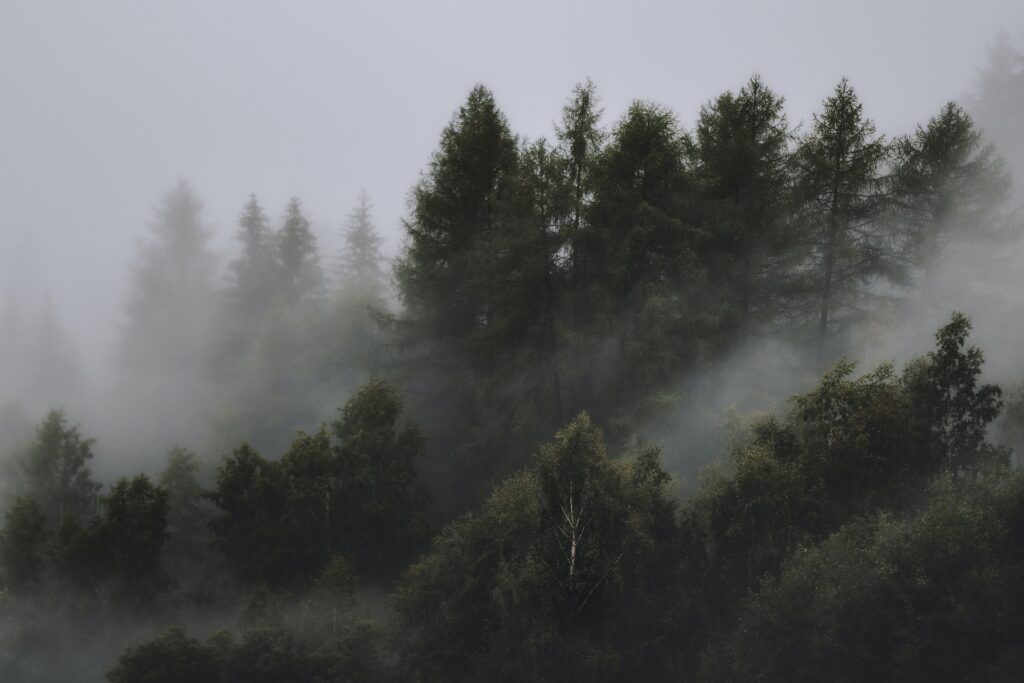 A picture of a foggy forest with the positive affirmation: I am at peace in my mind, body, and spirit. 