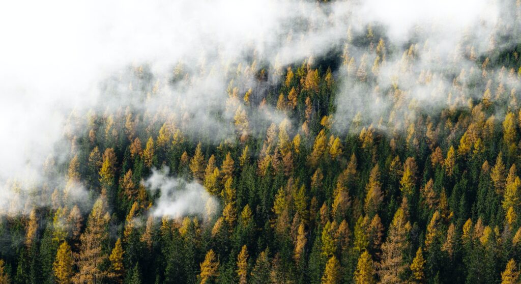 A picture of a foggy forest with the affirmation: "I am ready to change my life" This is an affirmation that can help you unlock your potential.